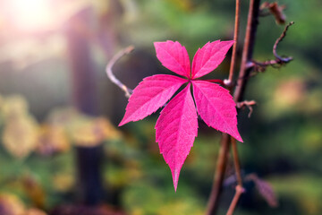 Bright red Virginia creeper leaf on a branch with soft sunlight in the background, conveying the...
