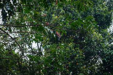 Lush Green Coffee Tree Adorned with Ripe Coffee Cherries in Nature