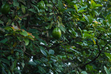Green Avocados Hanging on a Lush Tree Branch in a Garden