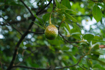 Green Avocados Hanging on a Lush Tree Branch in a Garden