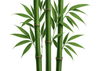 Realistic bamboo stalks and leaves create a natural and vibrant image, perfect for projects related to nature, zen or asian themes, on a transparent background
