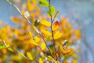 Autumn leaves on tree branches under bright sunlight and blue sky, creating a feeling of warmth and natural harmony