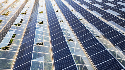 Sustainable greenhouse with rooftop solar panels bathed in morning sunlight for eco-friendly vegetable farming and renewable energy generation in a dual-use agricultural system.