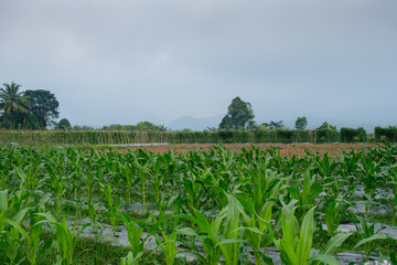 Lush Green Cornfield Against a Serene Cloudy Mountain Backdrop