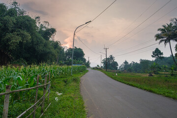 Rural Road at Dusk Surrounded by Lush Greenery and Corn Fields