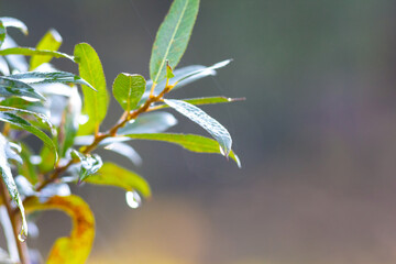 Branch with a dew drop on a leaf and a blurred background, conveying freshness, tranquility, and natural beauty of a morning landscape