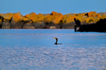 Cormorant hunting on Lake Superior