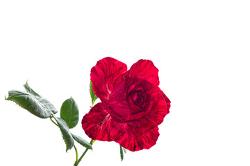 Single red rose on white background isolated