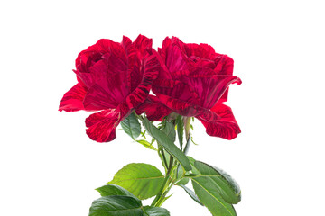 Red roses close-up on a white background