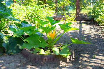 Sunny summer day in a vegetable garden with zucchini