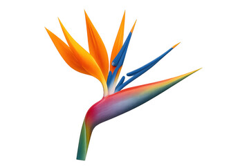 Obraz premium Vibrant strelitzia reginae flower displaying exotic orange-blue petals against clean transparent backdrop