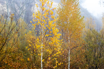 Autumn misty forest trees changing leaf color yellow golden mysterious tranquil landscape natural...