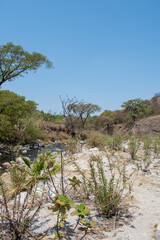 Upright view showing dry rocky river and sparse trees in Spring Forest close to Guadalajara, Mexico