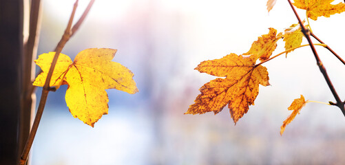 Two vibrant yellow maple leaves branches sunlight bright blurred background warm autumn nature atmosphere