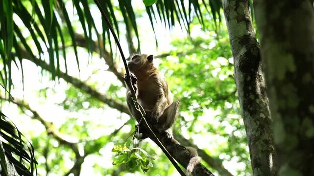 Real monkey on a branch in the wild