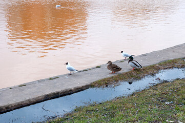 City gulls and ducks sit in the spring in the park on the parapet by the pond with yellow water