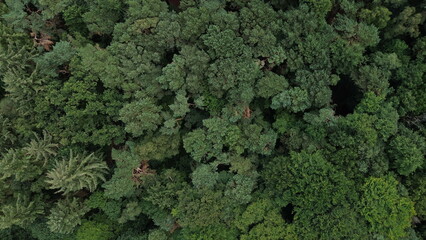 Aerial top down perspective of forest canopy landscape. Wirral, Birkenhead landscape detailing mix...