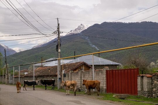 Cattle Roaming a Village Street in Pankisi Gorge, Georgia