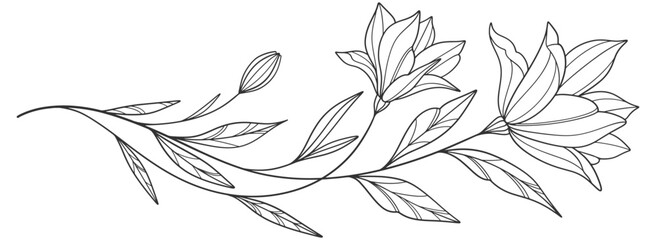 Fineline line art Floral Botany . flower drawings. Black and white with line art on white backgrounds. Hand Drawn Botanical Illustrations. Vector eps