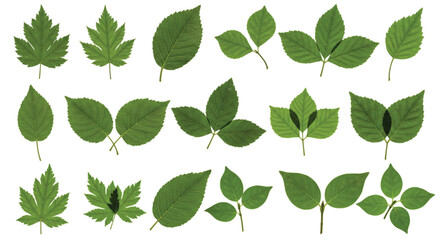 Leaf icons set ecology nature element, green leafs, environment and nature eco sign. Leaves on white background – for stock