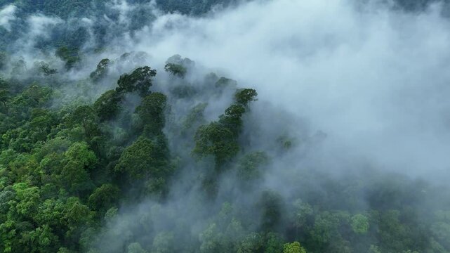 Aerial drone shot over primary Jungle tropical rain forest in Nan, Thailand. Aerial view, moving over a rainforest tree canopy in a slow pace beautiful green nature background of a tropical forest.	