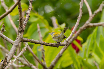 The chestnut-sided warbler (Setophaga pensylvanica) in winter. The chestnut-sided warbler breeds in Eastern North America.