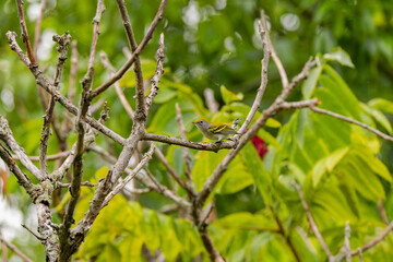 The chestnut-sided warbler (Setophaga pensylvanica) in winter. The chestnut-sided warbler breeds in Eastern North America.