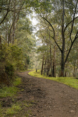 Obraz premium Road in the forest