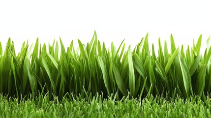 Long green grass field with no other objects in the image. The grass is lush and vibrant, giving the impression of a healthy and well-maintained environment