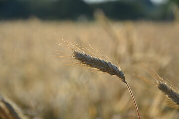 wheat field farmland on  countryside
