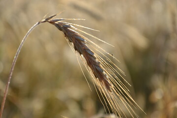 wheat field farmland on  countryside