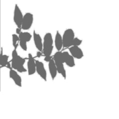 Realistic black shadow overlay effect of blurred natural leaf on transparent background. Tree branch leaves shadow. gray shadow and light effect