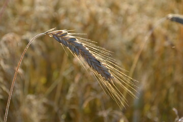 wheat field farmland on  countryside