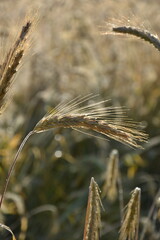 wheat field farmland on  countryside