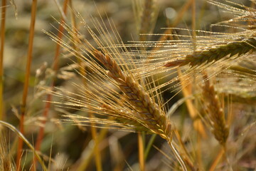 wheat field farmland on  countryside