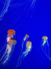Group of jellyfish swimming gracefully in a blue-lit aquarium tank, captured at the Georgia...