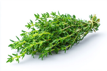 Fresh Thyme Herb Bunch Isolated on White Background
