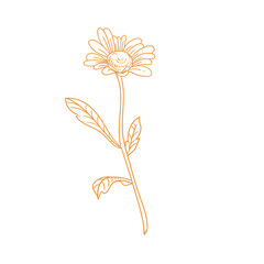 Original illustration of daisy flowers, minimalist ink line drawing