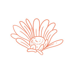 Original illustration of daisy flowers, minimalist ink line drawing 