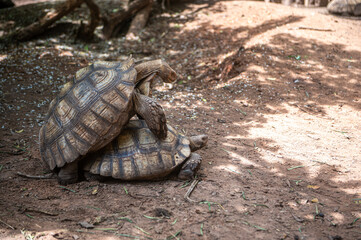 Giant tortoises and African tortoises are mating