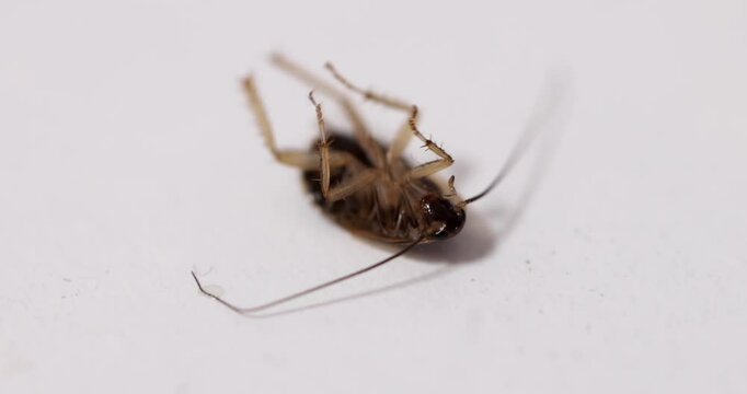 Detailed view of a poisoned cockroach on a white surface showing its anatomy and structure.