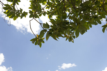 green leaves against blue sky