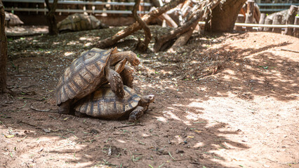 Giant tortoises and African tortoises are mating