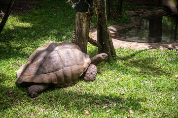 A giant African tortoise is sunbathing