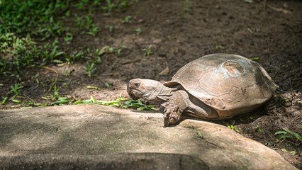 A giant African tortoise is sunbathing