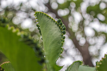 Las plantas también pueden ser parásitas