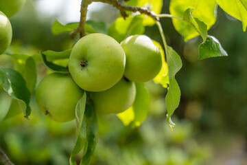 Ripe green apples hang from a branch, illuminated by sunlight. The close-up shows their smooth skin and healthy foliage.
