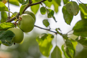 Individual apples hang from a slender branch, surrounded by light-filled leaves. The background...