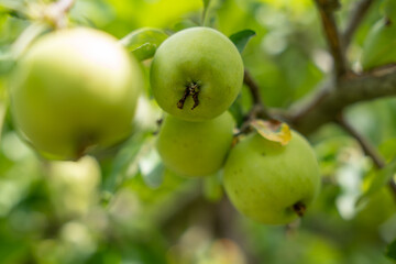 Several crisp apples hang closely together on a branch. The green color dominates, while sunlight illuminates the image.