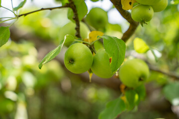Two green apples hang next to each other, one showing a slightly damaged leaf. The colors appear vibrant and summery.